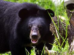 Xem gấu ở Vườn quốc gia Tam Đảo 01