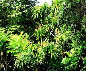 Sở Rẫy Côn Đảo - trái cây rừng chín đỏ