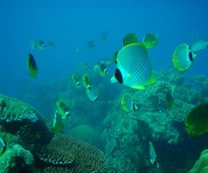 Hòn Tài Côn Đảo - lặn biển ngắm san hô