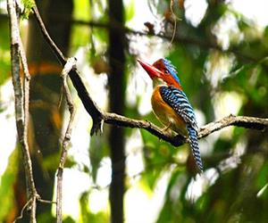 Xem chim hoang dã ở Vườn quốc gia Cát Tiên