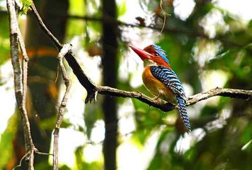 Xem chim ở Vườn quốc gia Cát Tiên