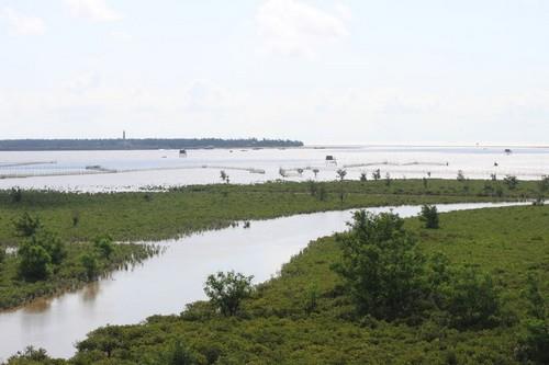 Vườn quốc gia Xuân Thủy phát triển nuôi ngao bền vững