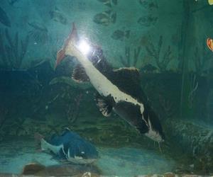 Thủy cung Suối Tiên